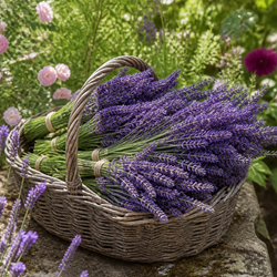 ENGLISH LAVENDER