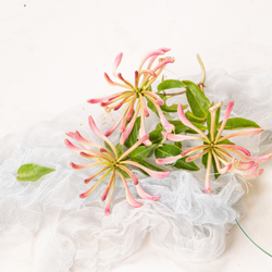 HONEYSUCKLE BLOSSOMS