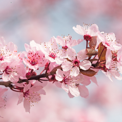 JAPANESE CHERRY BLOSSOM