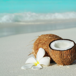 ISLAND COCONUT