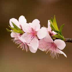 PINK PEACH BLOSSOM