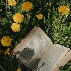 SWEET GRASS &amp; DANDELION